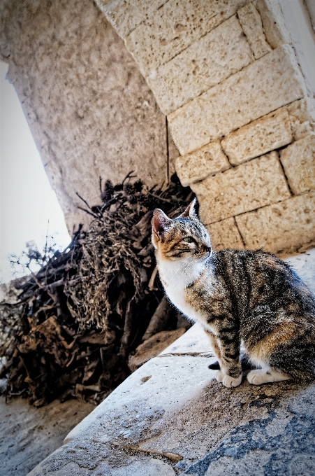 Gato mamífero fauna bigotes
