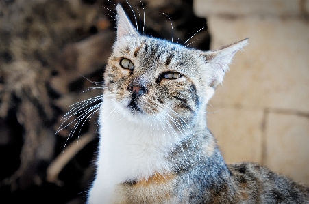 Foto Animale gatto mammifero fauna