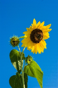 Nature outdoor blossom plant Photo