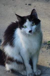 Foto Bianco e nero
 visualizzazione animale carino