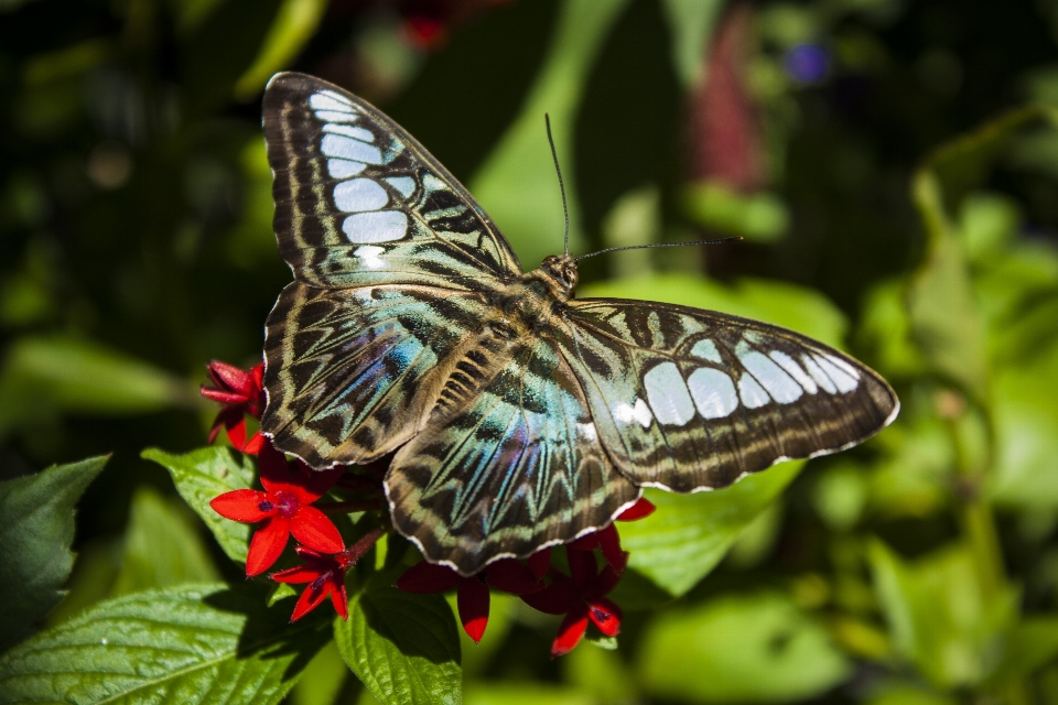 Natureza asa flor animais selvagens