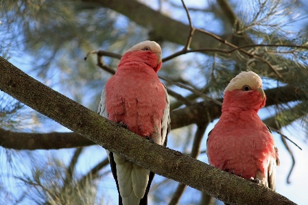 Photo Bifurquer oiseau faune le bec