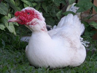 Water nature bird white Photo