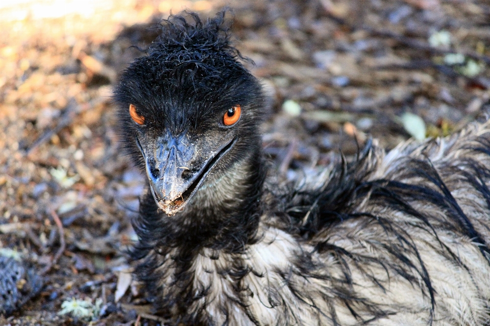 Oiseau animal faune zoo