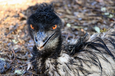 Foto Uccello animale animali selvatici zoo