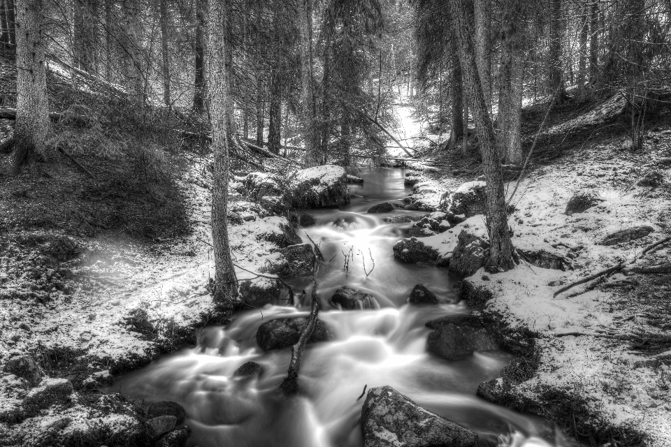 Tree water nature forest