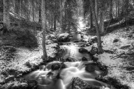 木 水 自然 森 写真