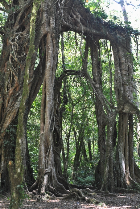 Albero natura foresta ramo