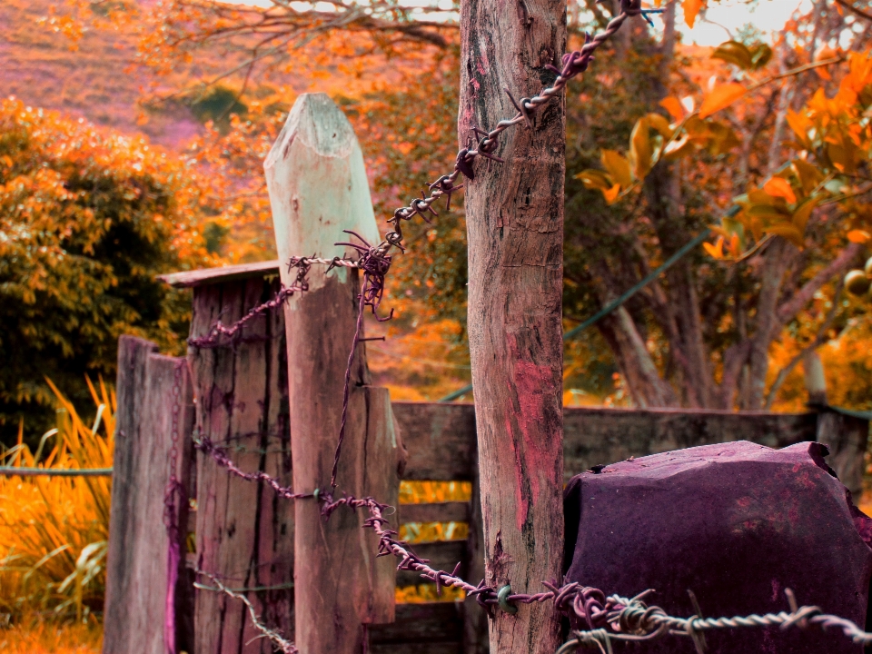 Tree wood farm leaf