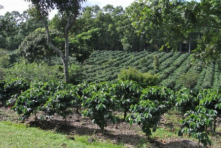 Coffee plant fruit produce Photo