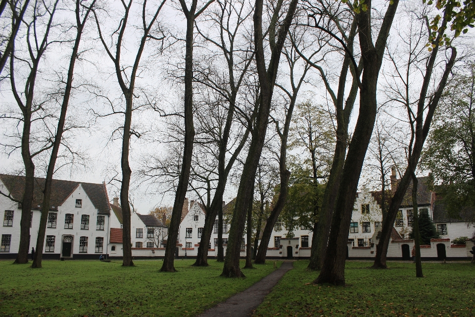 Tree cemetery belgium memorial