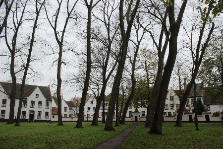 Photo Arbre cimetière belgique mémorial