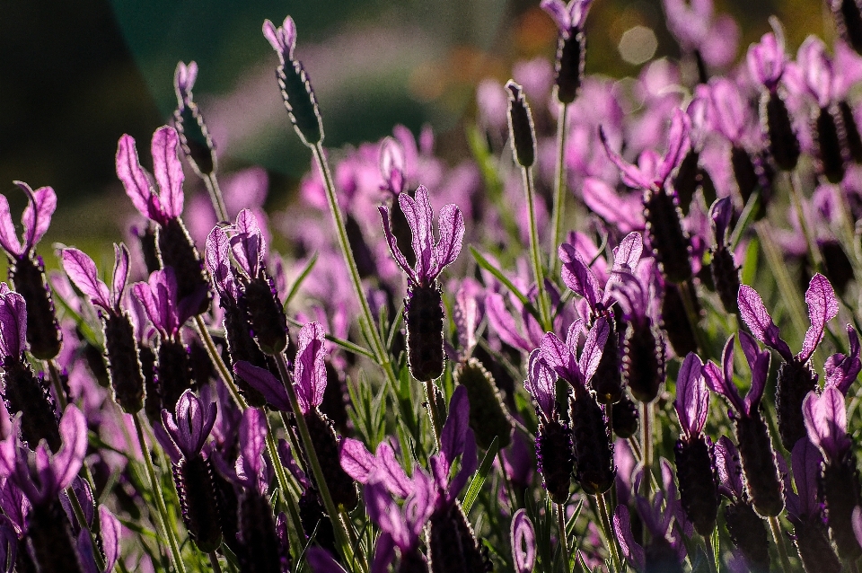 Pianta fiore viola botanica
