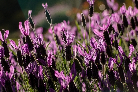 Plant flower purple botany Photo