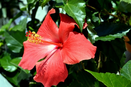 Nature blossom plant leaf Photo