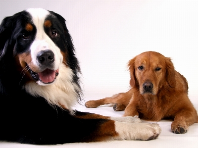 Foto Anjing satwa peliharaan mamalia