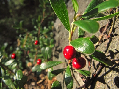 Tree nature forest plant Photo