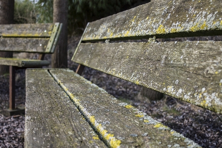 Nature forest wood track Photo