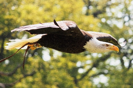 Foto Naturaleza pájaro volar fauna silvestre