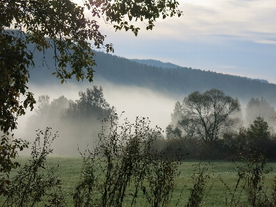 Landscape tree nature forest Photo