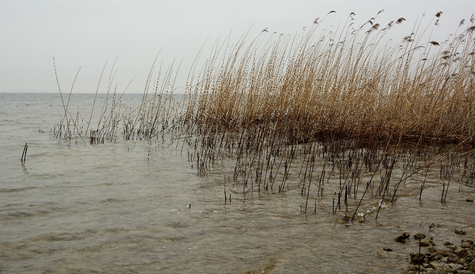 Mar água natureza pântano
