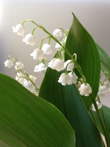 Foto Florecer planta blanco hoja