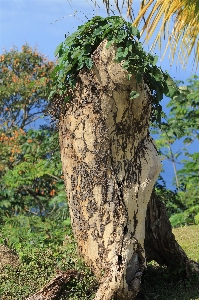 Foto Pohon alam hutan cabang