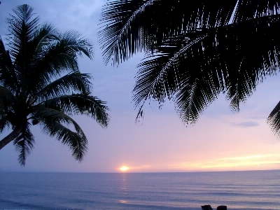 Foto Pantai laut pesisir pohon