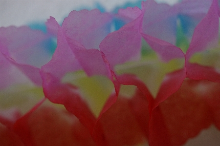 Blossom structure plant leaf Photo