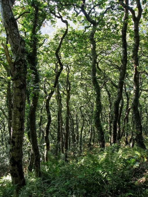 Lanskap pohon alam hutan