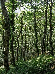 Landscape tree nature forest Photo