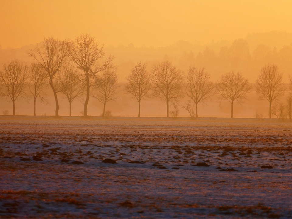 Paysage arbre nature horizon