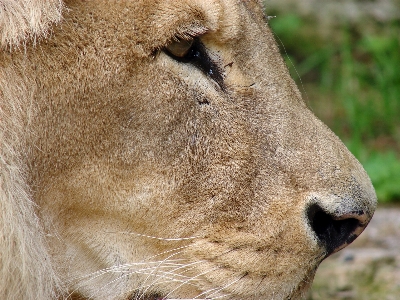 Foto Animali selvatici ritratto mammifero criniera
