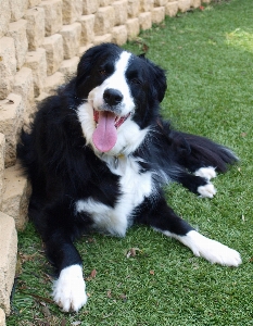 Grass white lawn puppy Photo