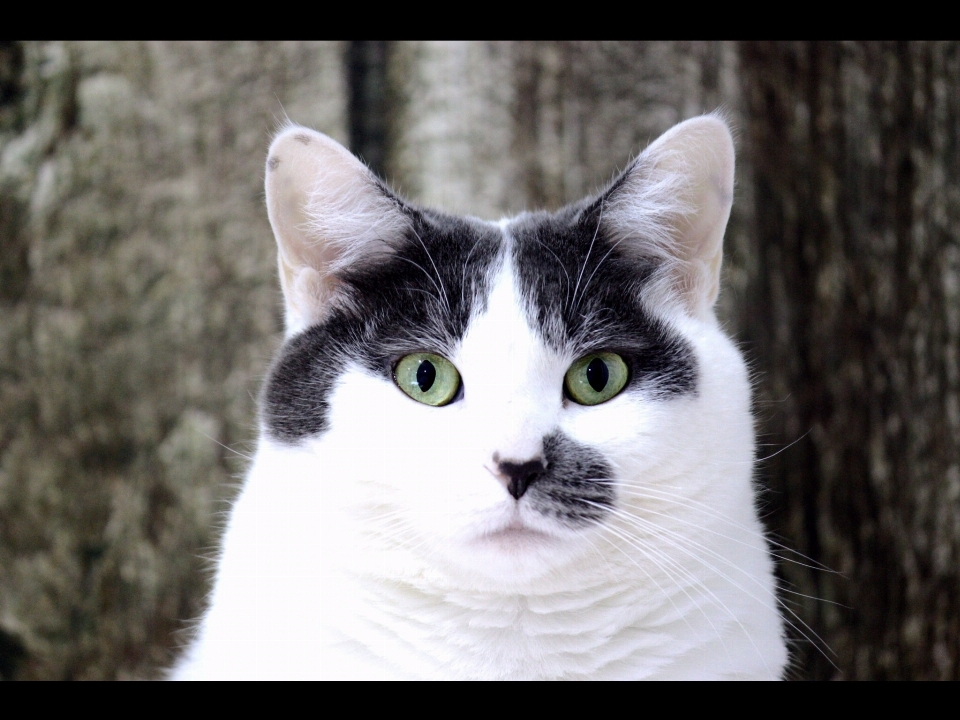 Bianco e nero
 capelli animale domestico