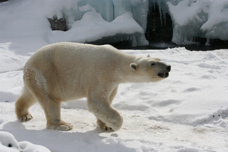 ウォーキング 雪 寒い 冬 写真