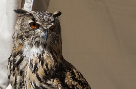 Foto Natura uccello ala animali selvatici