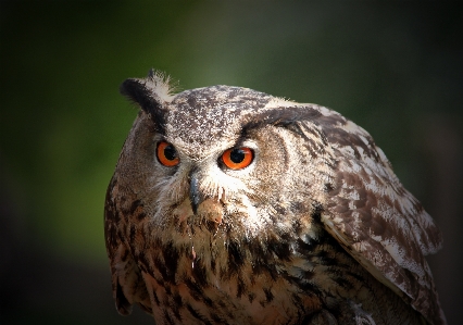 Foto Pájaro ala fauna silvestre pico