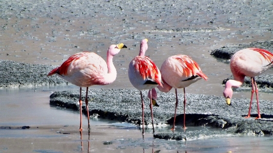 Foto Pássaro bico fauna pássaros