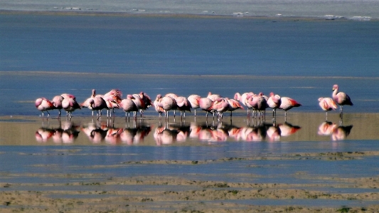 Foto Mar costa pájaro aves