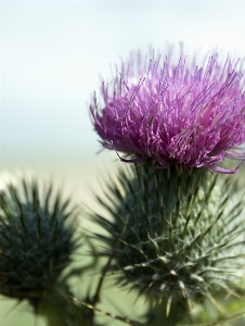 Plant flower macro botany Photo