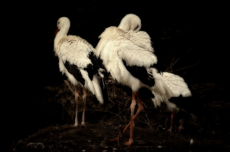 Foto Natureza pássaro asa preto e branco
