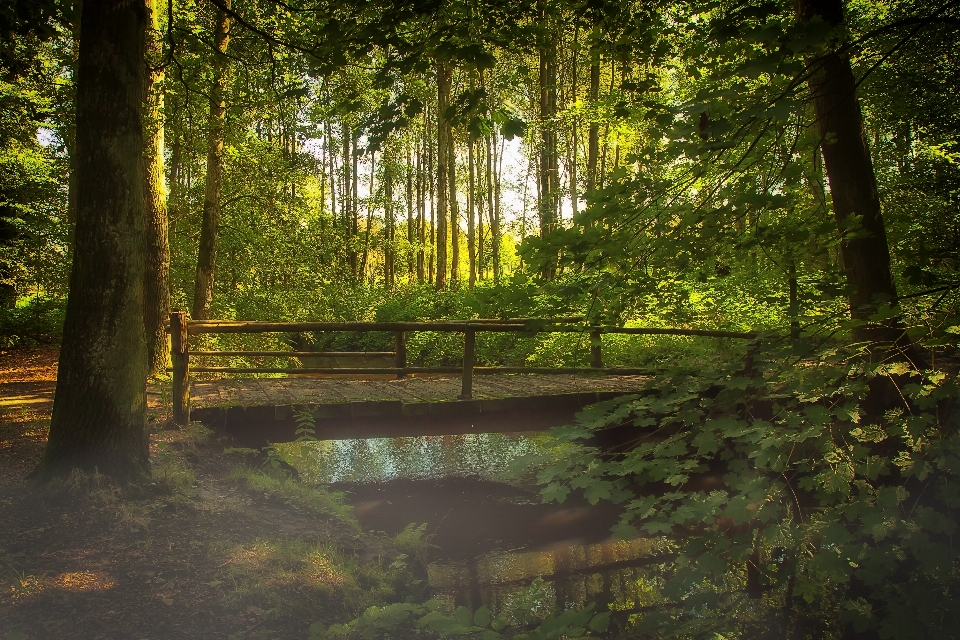 Krajobraz drzewo woda natura