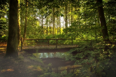 風景 木 水 自然 写真