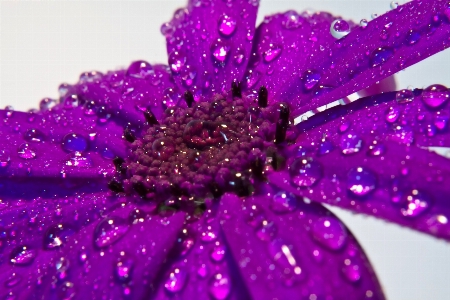 Water nature blossom dew Photo