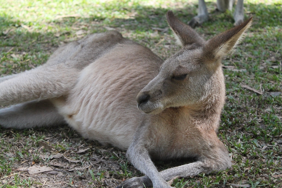 Wildlife zoo mammal fauna