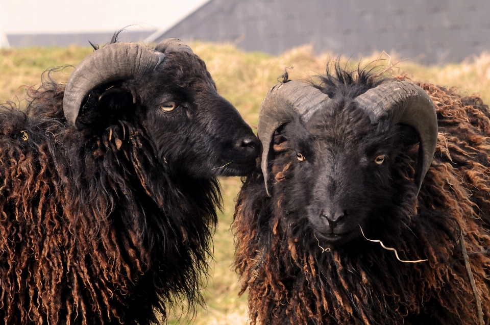 Campo animal francia fauna silvestre