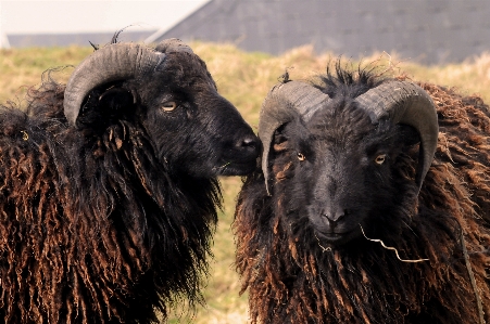 Field animal france wildlife Photo