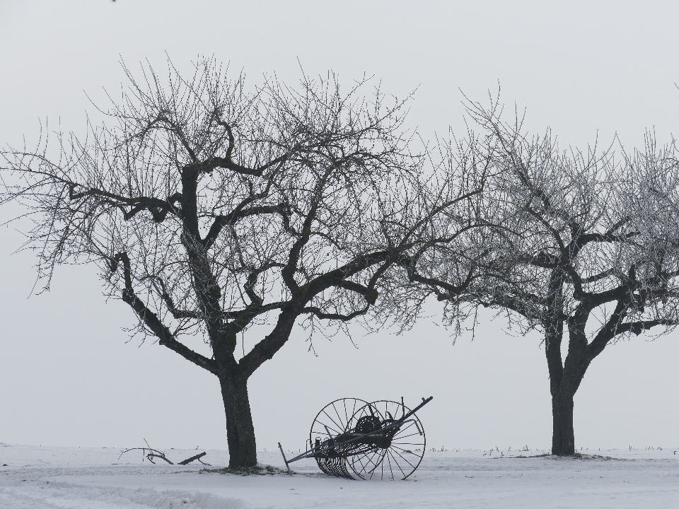 树 分支 雪 寒冷的