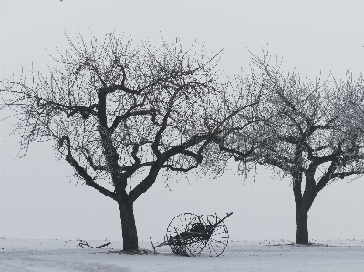 Tree branch snow cold Photo